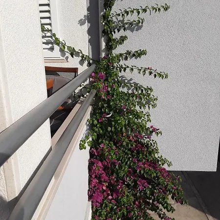 Apartman Milic *